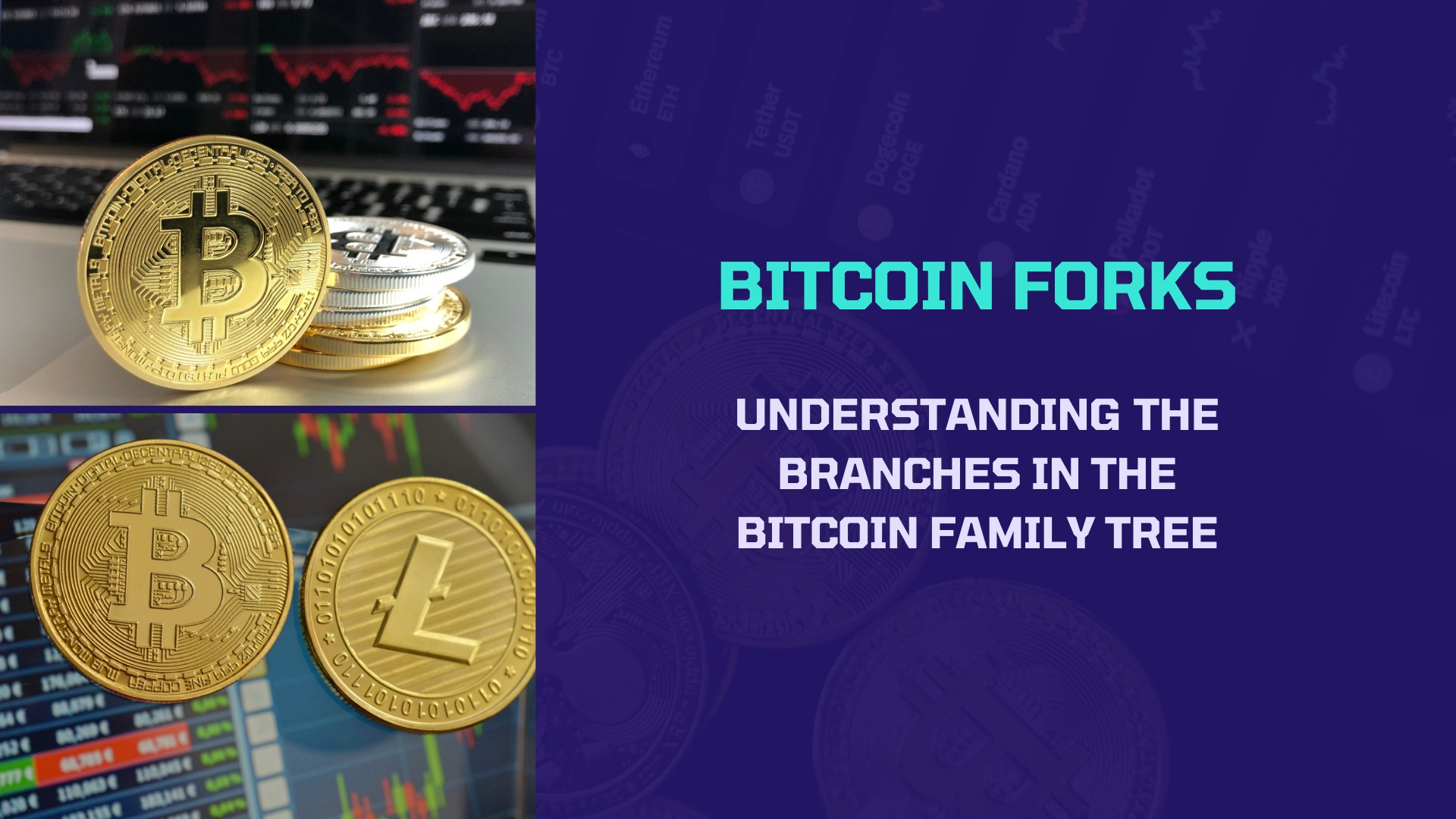 Bitcoin Forks: Understanding the Branches in the Bitcoin Family Tree